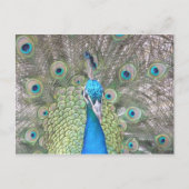 Peacock Briefkaart (Voorkant)