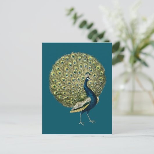  Peacock Briefkaart (Staand voorkant)