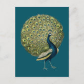  Peacock Briefkaart (Voorkant)