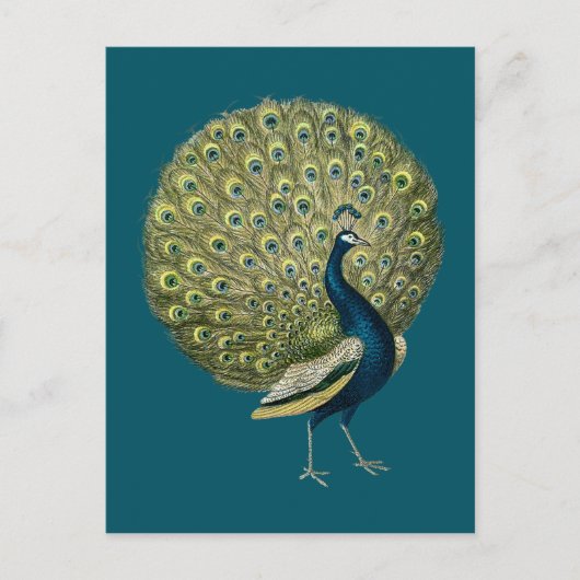 Peacock Briefkaart (Voorkant)