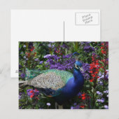 Peacock Briefkaart (Voorkant / Achterkant)