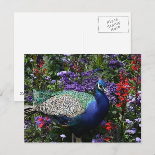 Peacock Briefkaart (Voorkant / Achterkant)