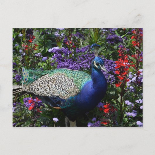 Peacock Briefkaart (Voorkant)