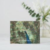 Peacock Briefkaart (Staand voorkant)