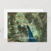 Peacock Briefkaart (Voorkant / Achterkant)