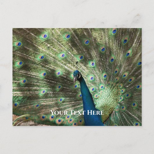 Peacock Briefkaart (Voorkant)
