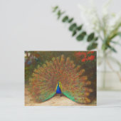 Peacock-Briefkaart Briefkaart (Staand voorkant)