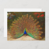 Peacock-Briefkaart Briefkaart (Voorkant / Achterkant)
