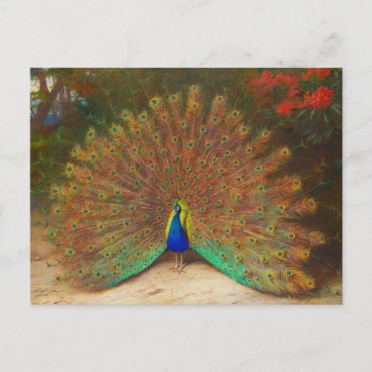 Peacock-Briefkaart Briefkaart (Voorkant)