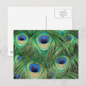 Peacock-Briefkaart Briefkaart (Voorkant / Achterkant)