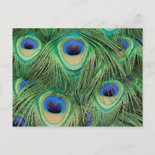 Peacock-Briefkaart Briefkaart
