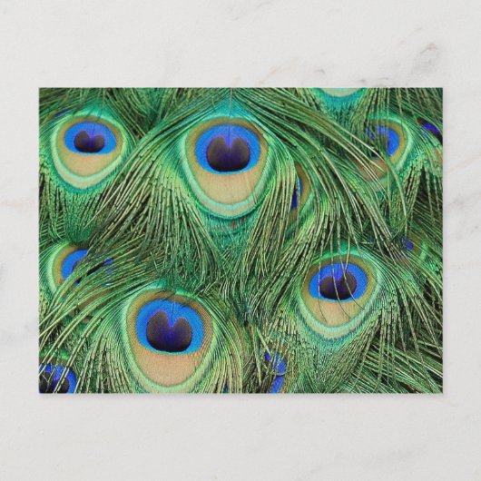 Peacock-Briefkaart Briefkaart (Voorkant)