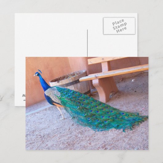Peacock-Briefkaart Briefkaart (Voorkant / Achterkant)