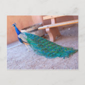 Peacock-Briefkaart Briefkaart (Voorkant)