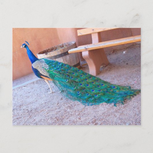Peacock-Briefkaart Briefkaart (Voorkant)