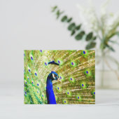 Peacock-Briefkaart Briefkaart (Staand voorkant)