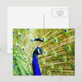 Peacock-Briefkaart Briefkaart (Voorkant / Achterkant)