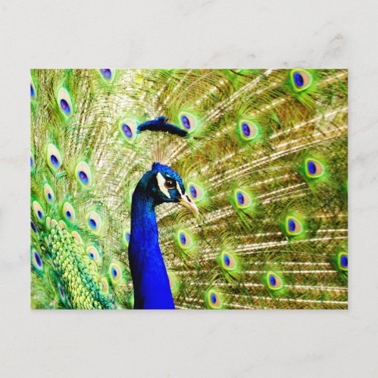 Peacock-Briefkaart Briefkaart (Voorkant)