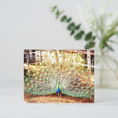Peacock-Briefkaart Briefkaart (Staand voorkant)