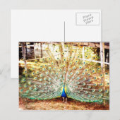 Peacock-Briefkaart Briefkaart (Voorkant / Achterkant)