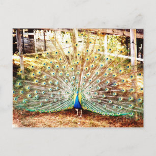 Peacock-Briefkaart Briefkaart