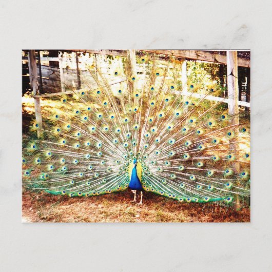 Peacock-Briefkaart Briefkaart (Voorkant)