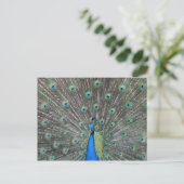Peacock-Briefkaart Briefkaart (Staand voorkant)