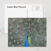 Peacock-Briefkaart Briefkaart (Voorkant / Achterkant)