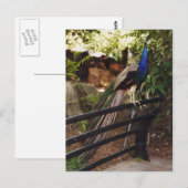 Peacock-Briefkaart Briefkaart (Voorkant / Achterkant)
