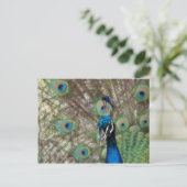 Peacock-Briefkaart Briefkaart (Staand voorkant)