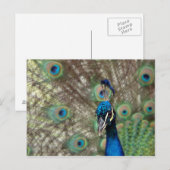 Peacock-Briefkaart Briefkaart (Voorkant / Achterkant)