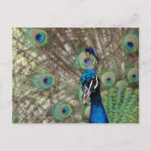 Peacock-Briefkaart Briefkaart