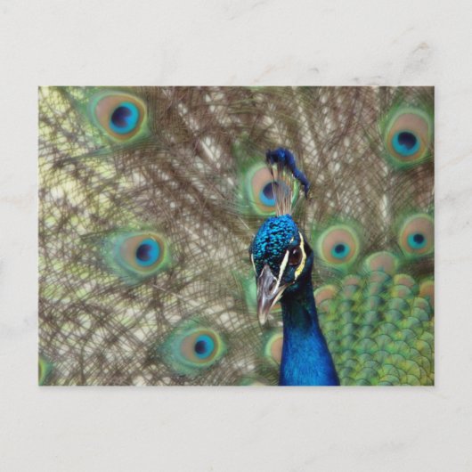 Peacock-Briefkaart Briefkaart (Voorkant)