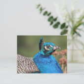 Peacock-Briefkaart Briefkaart (Staand voorkant)