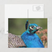 Peacock-Briefkaart Briefkaart (Voorkant / Achterkant)