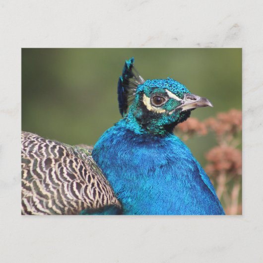Peacock-Briefkaart Briefkaart (Voorkant)