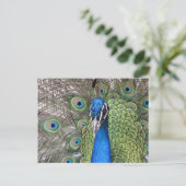 Peacock-Briefkaart Briefkaart (Staand voorkant)