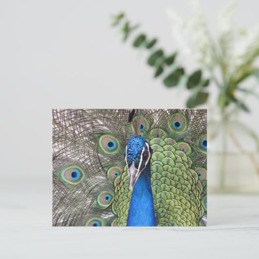 Peacock-Briefkaart Briefkaart (Staand voorkant)