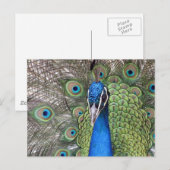 Peacock-Briefkaart Briefkaart (Voorkant / Achterkant)