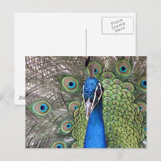 Peacock-Briefkaart Briefkaart (Voorkant / Achterkant)