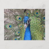 Peacock-Briefkaart Briefkaart (Voorkant)