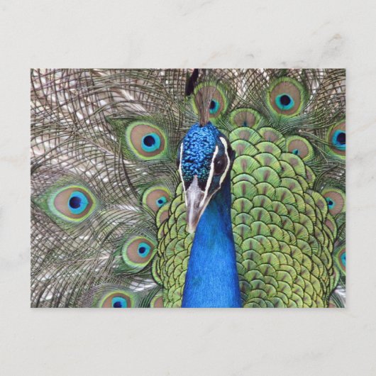 Peacock-Briefkaart Briefkaart (Voorkant)