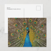 Peacock-Briefkaart Briefkaart (Voorkant / Achterkant)