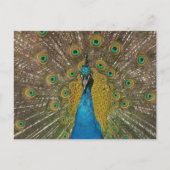 Peacock-Briefkaart Briefkaart (Voorkant)