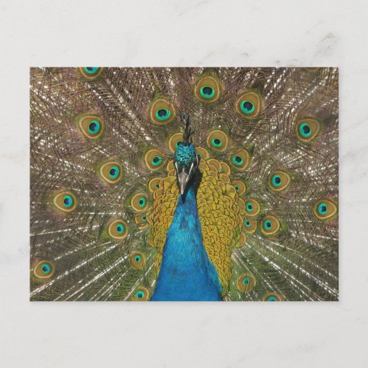 Peacock-Briefkaart Briefkaart (Voorkant)