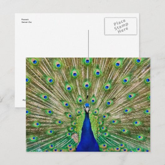 Peacock-Briefkaart Briefkaart (Voorkant / Achterkant)