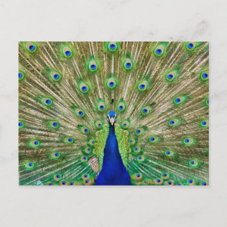 Peacock-Briefkaart Briefkaart