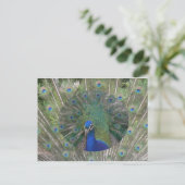 Peacock-Briefkaart Briefkaart (Staand voorkant)