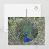 Peacock-Briefkaart Briefkaart (Voorkant / Achterkant)