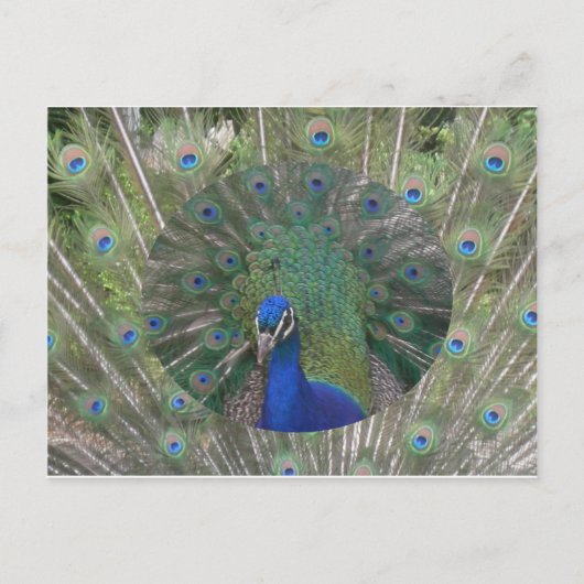Peacock-Briefkaart Briefkaart (Voorkant)